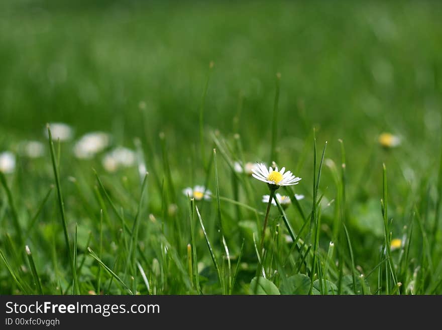 Detail of a grass with daisy