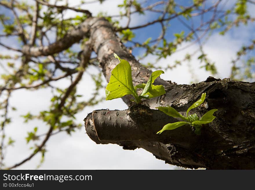 Apple leafs grow in the garden