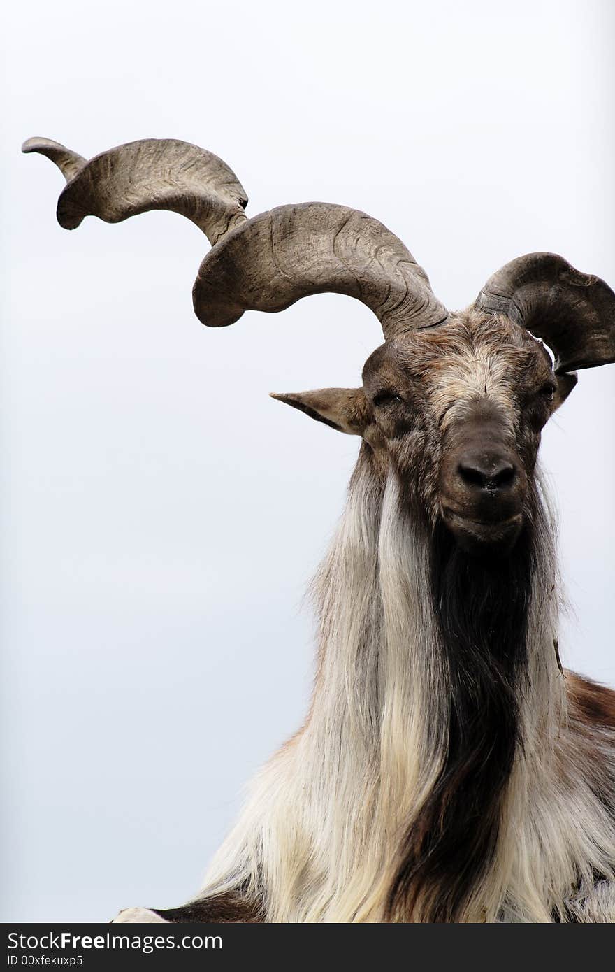 Close-up of nice markhoor muzzle with long twisted horn and beard. Close-up of nice markhoor muzzle with long twisted horn and beard