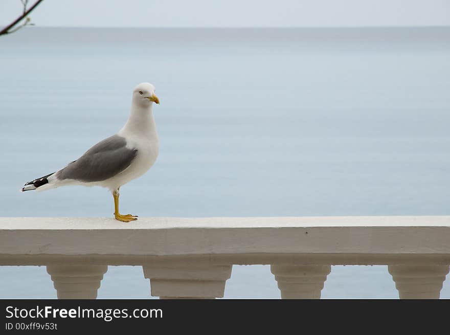 Cormorant against sea