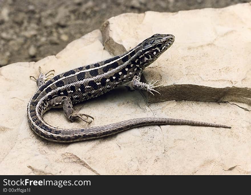 Viviparous Lizard On Rock