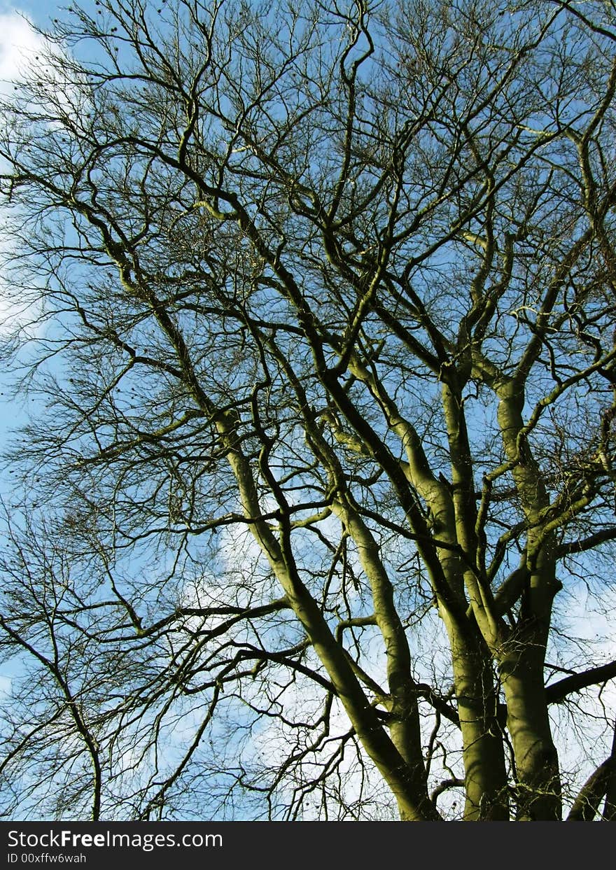 Looking upward to tree