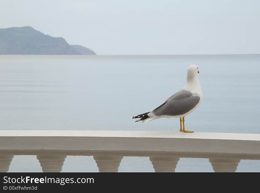 Bird look at sea