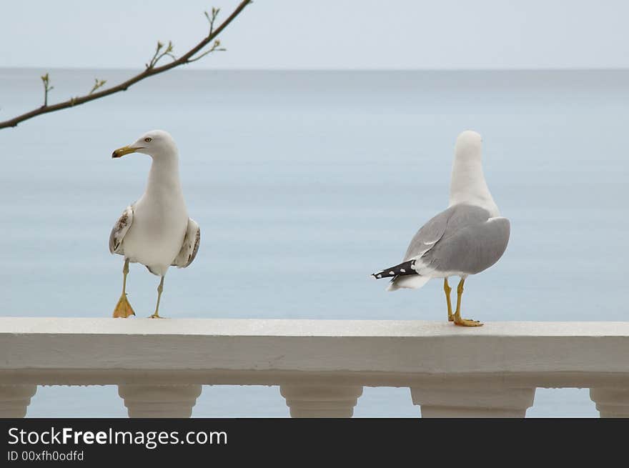 Two gulls and morning sea