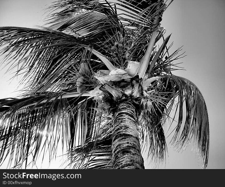 Palm Tree In Wind