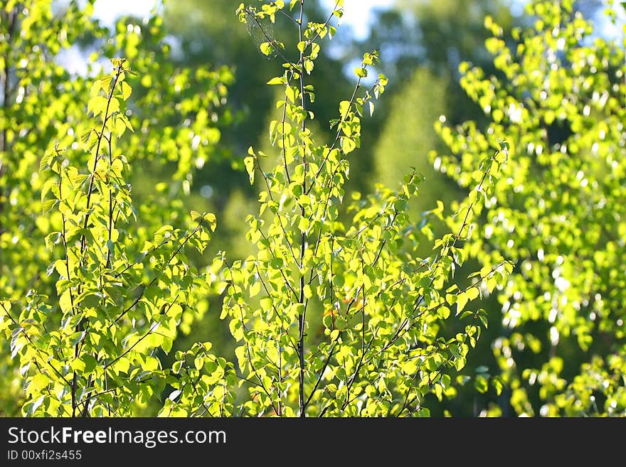 Spring yang green leaf in the sunlight