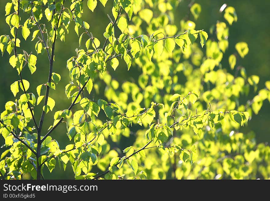 Spring yang green leaf in the sunlight