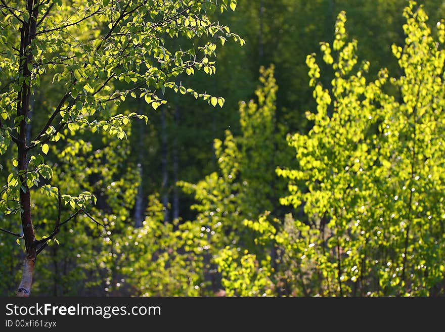 Spring yang green leaf in the sunlight