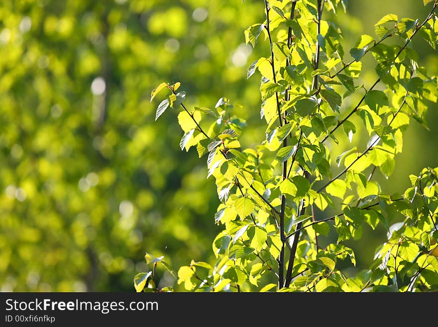 Spring yang green leaf in the sunlight