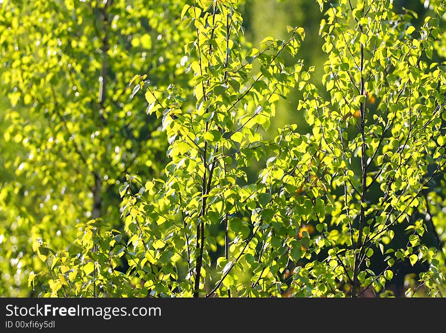 Spring yang green leaf in the sunlight