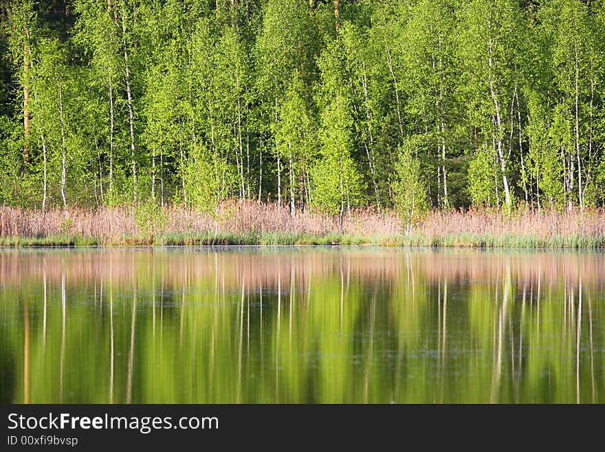 Green spring tree near the water with reflection. Green spring tree near the water with reflection