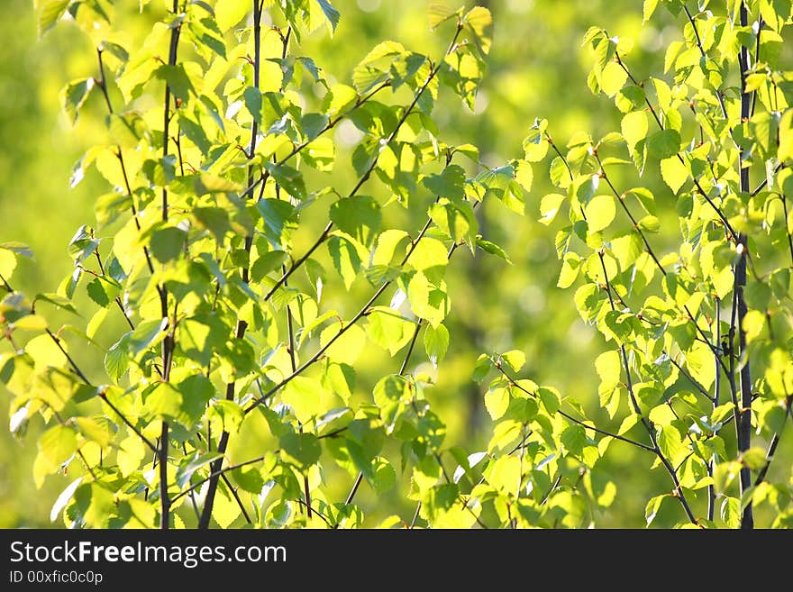 Spring yang green leaf in the sunlight