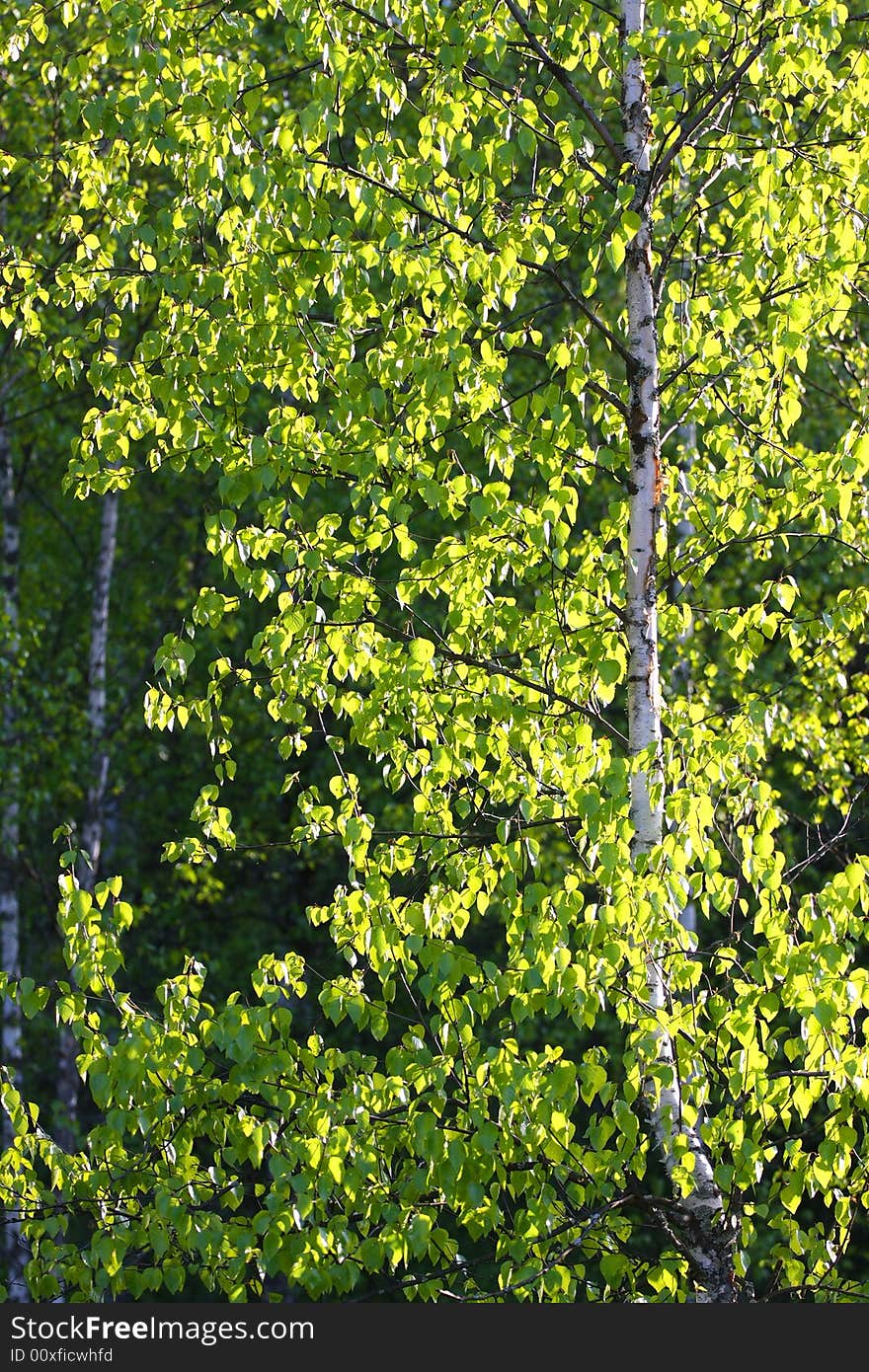 Spring yang green leaf in the sunlight