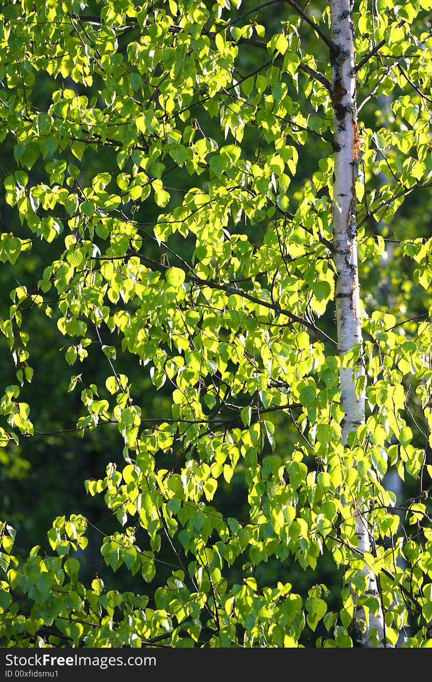 Spring yang green leaf in the sunlight