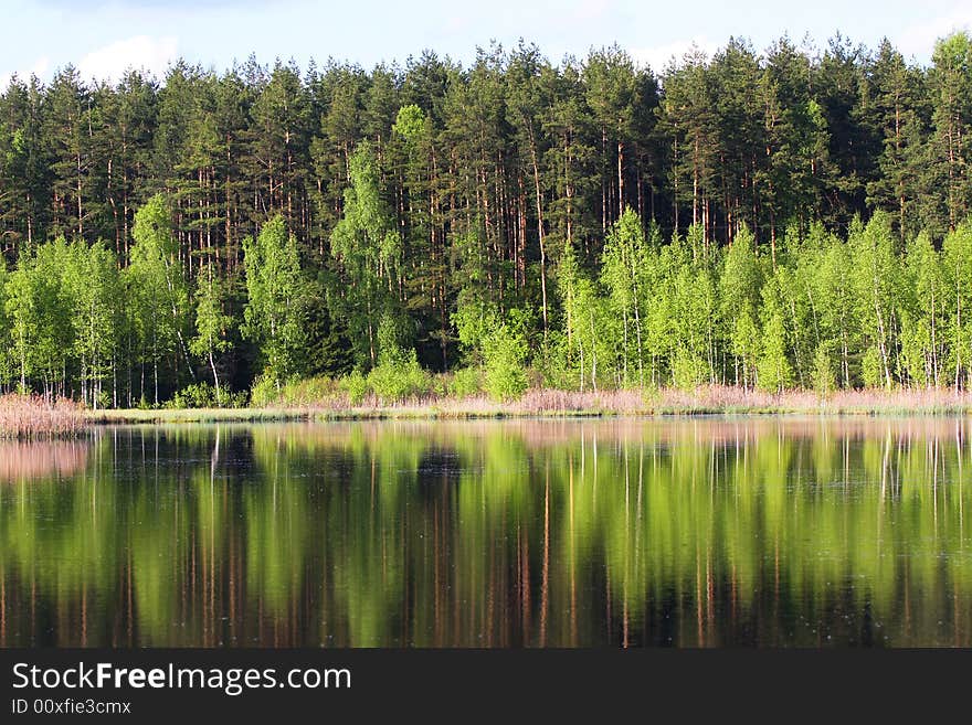 Green spring tree near the water with reflection. Green spring tree near the water with reflection