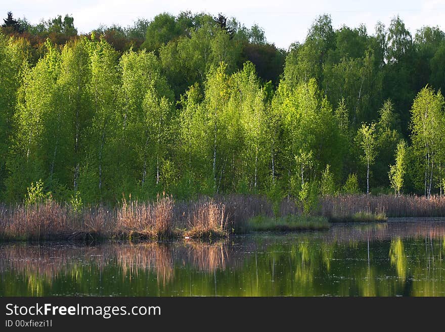 Green spring tree near the water with reflection. Green spring tree near the water with reflection