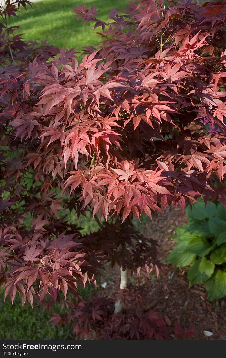 A small red maple leaf tree shot from above. A small red maple leaf tree shot from above.