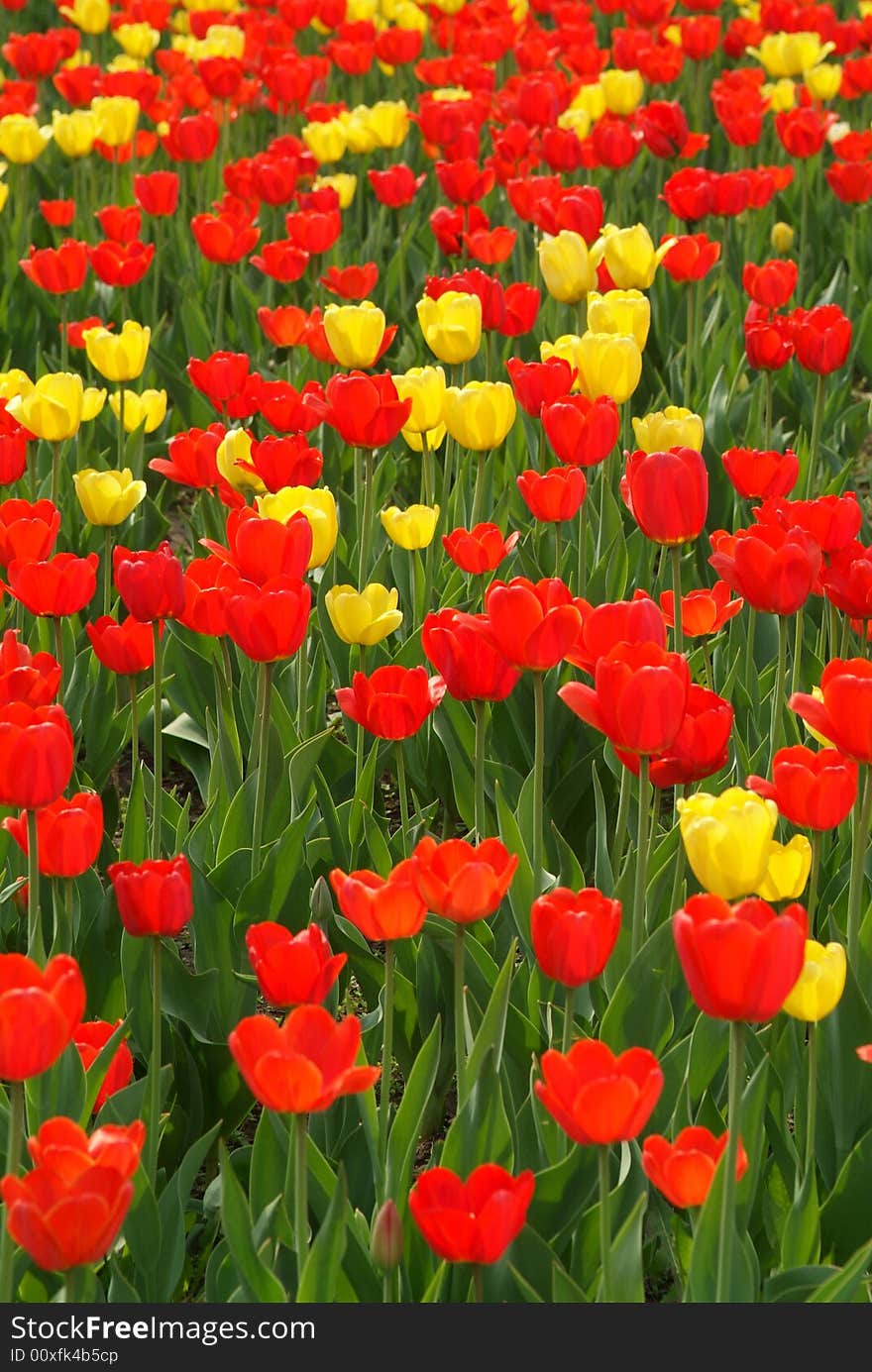 Charming spring yellow and red tulips