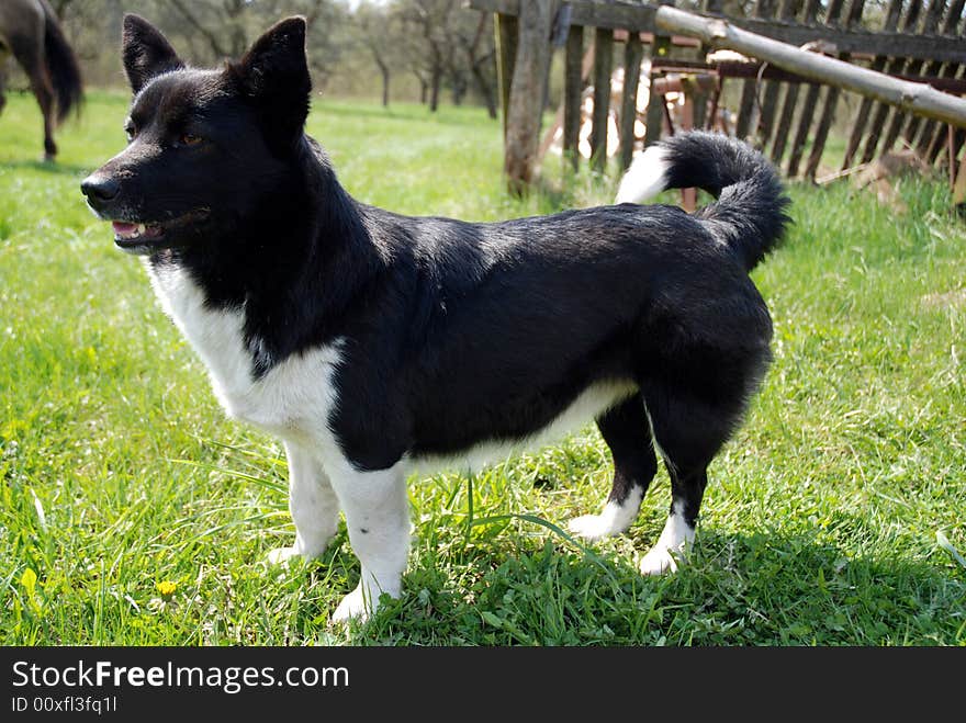 A village dog, spring 2008