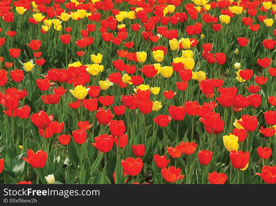 Charming spring yellow and red tulips