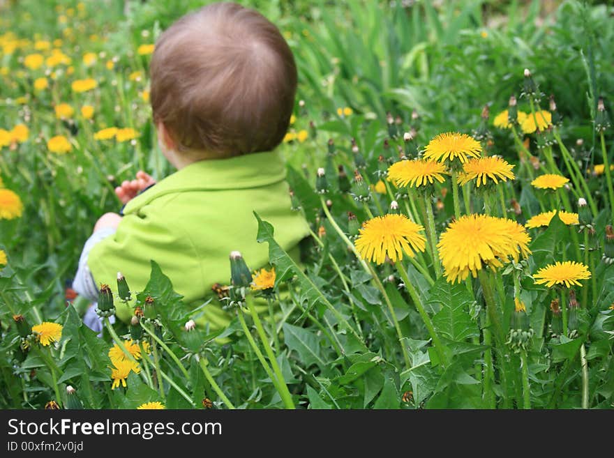 Child with the dandelion