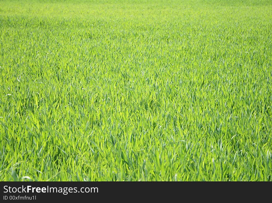 Real fresh green grass background in the nature