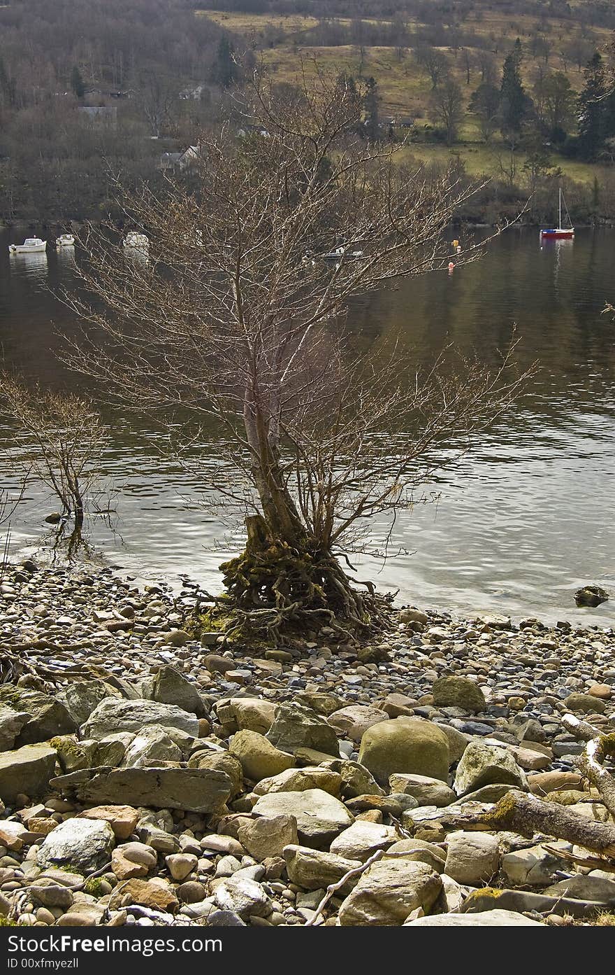 Tree by Loch Tay