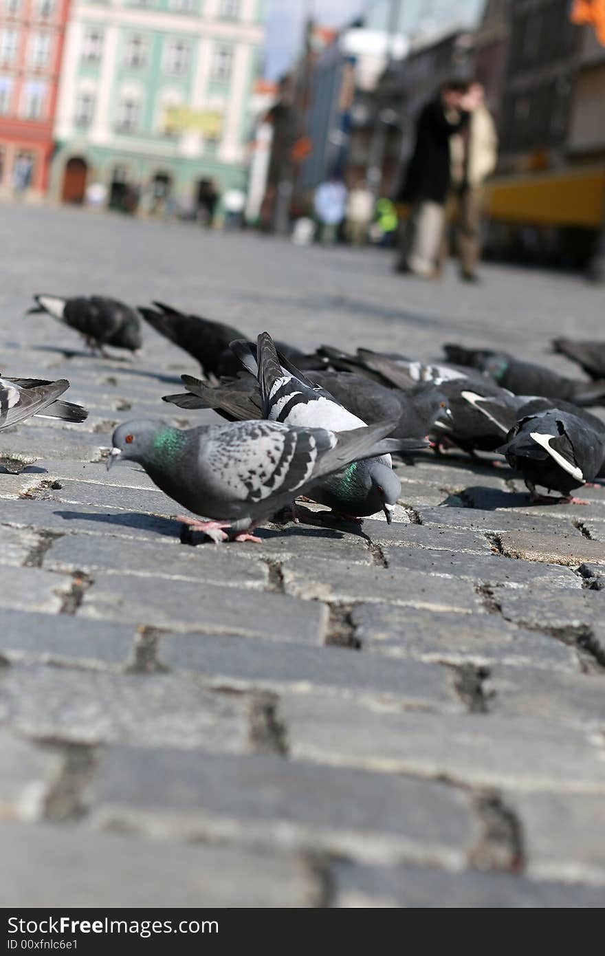 Pigeons eating on the Wroclaw`s main square