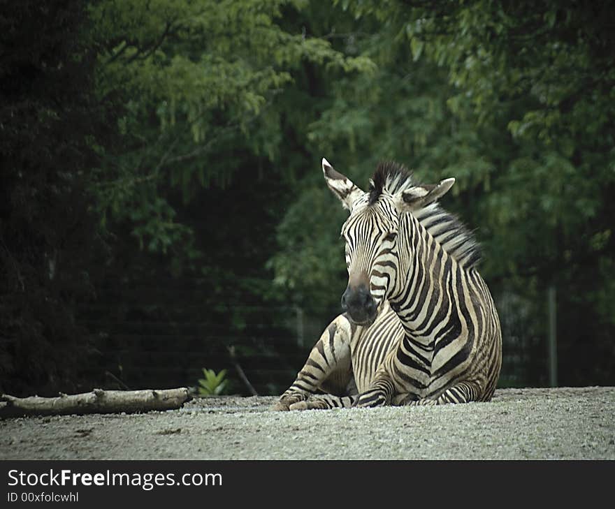 I shot this at the zoo at iso of 100 and f6.7. I shot this at the zoo at iso of 100 and f6.7