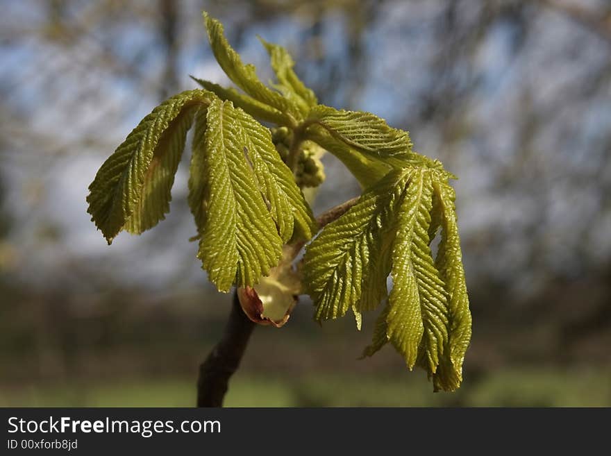 Young tree leaf bud in early spring