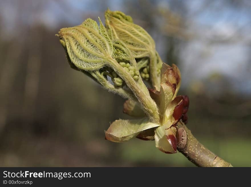 Young tree leaf bud in early spring