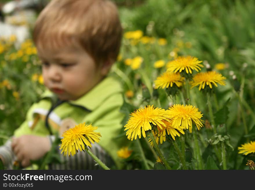 Child with the dandelion