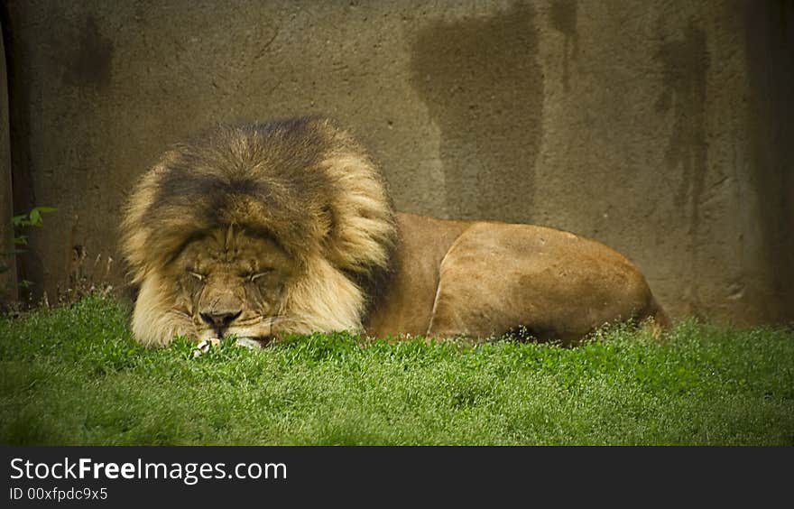 Sleeping Lion