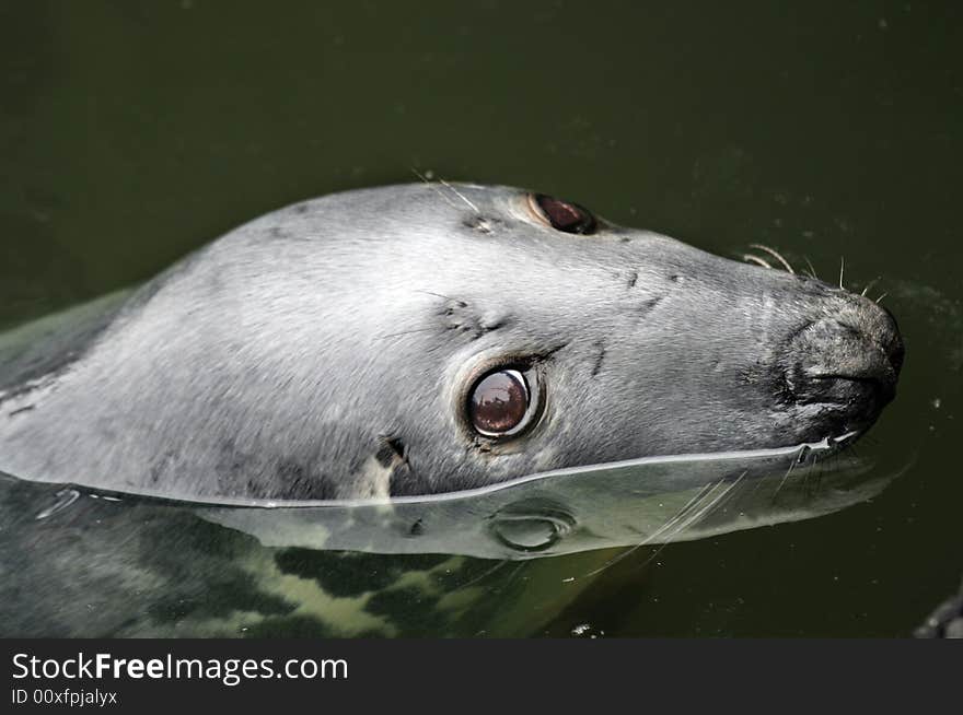 Close-up of a cute sea lion swimming in the North Sea