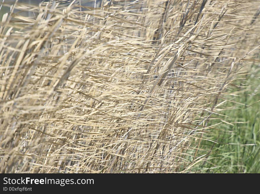 Blowing grass background