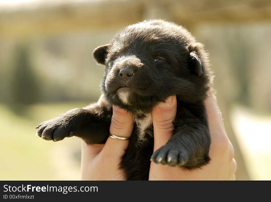 Black puppy