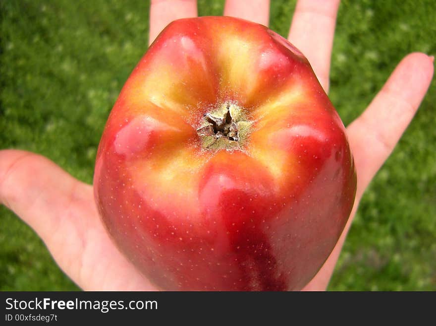 Big red apple on womans hand and green grass background. Big red apple on womans hand and green grass background