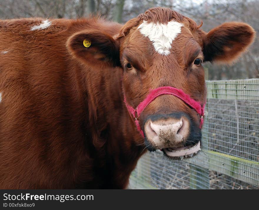 A photograph of a cow chewing the cud. A photograph of a cow chewing the cud