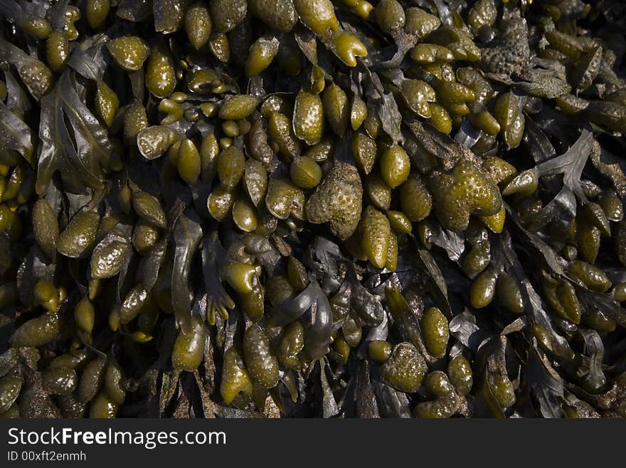 Seaweed on rocks detail