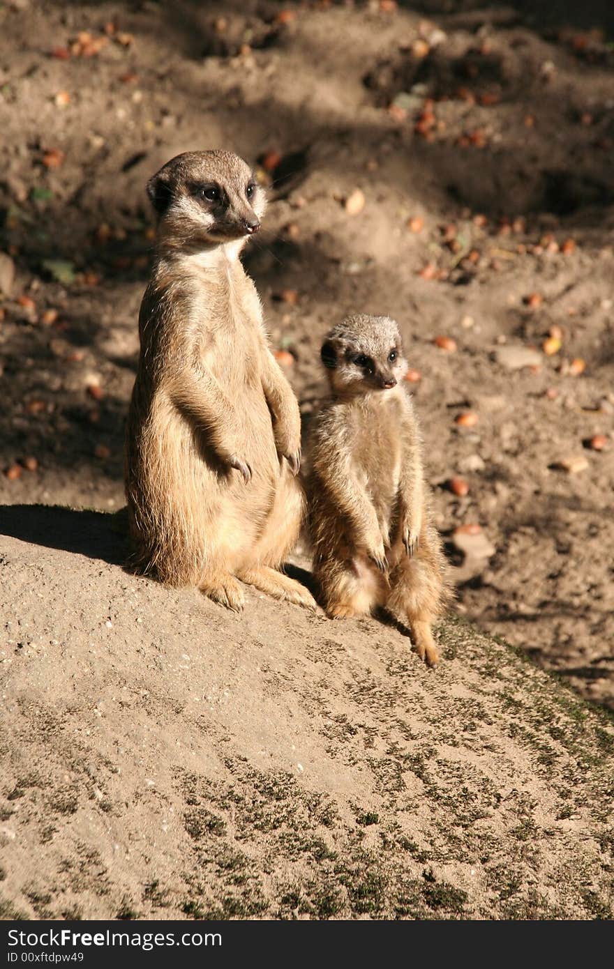 Father and son meerkat