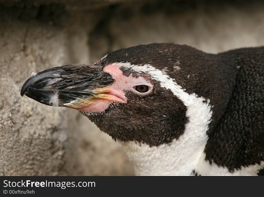 Penguin