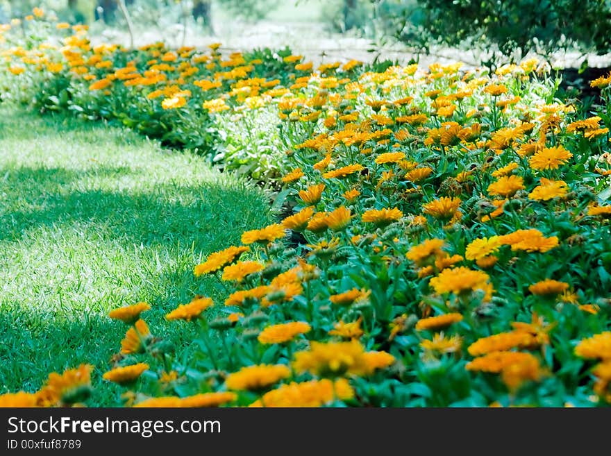 A fragment of a flower path in Rotshild's garden. A fragment of a flower path in Rotshild's garden