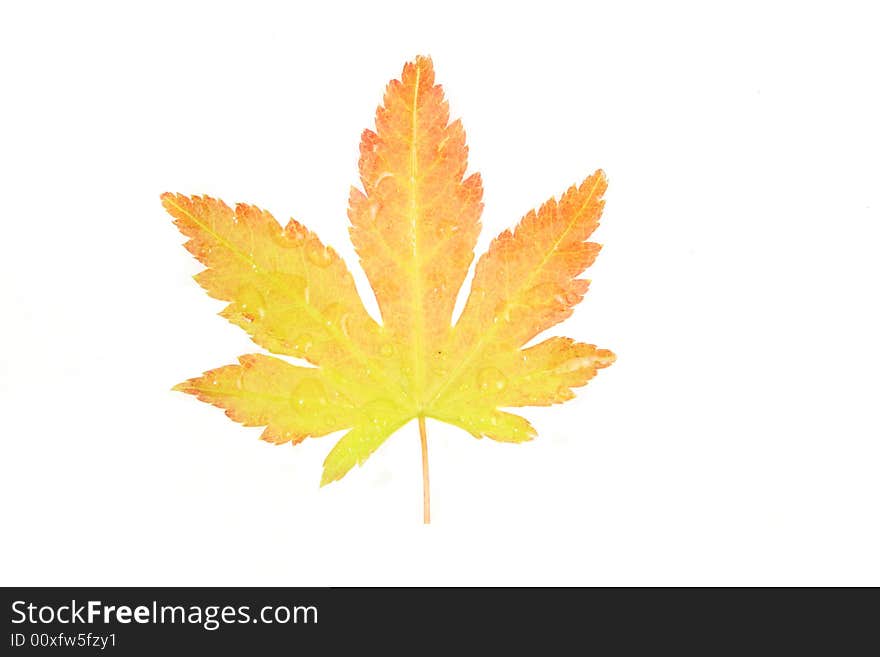 A variegated acer leaf isolated on white