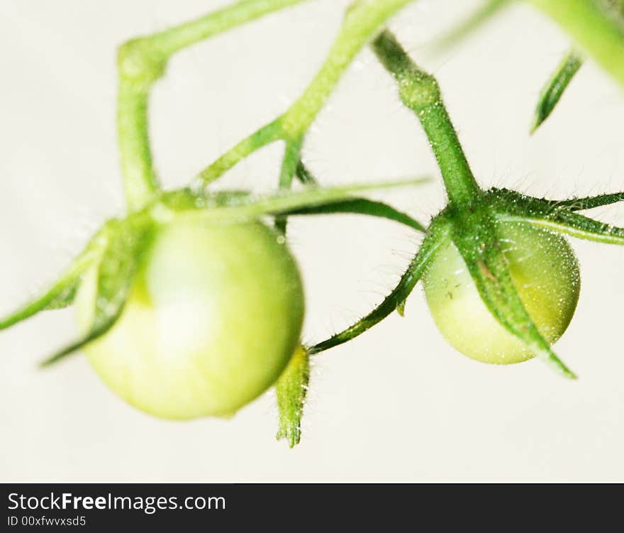 Green tomato