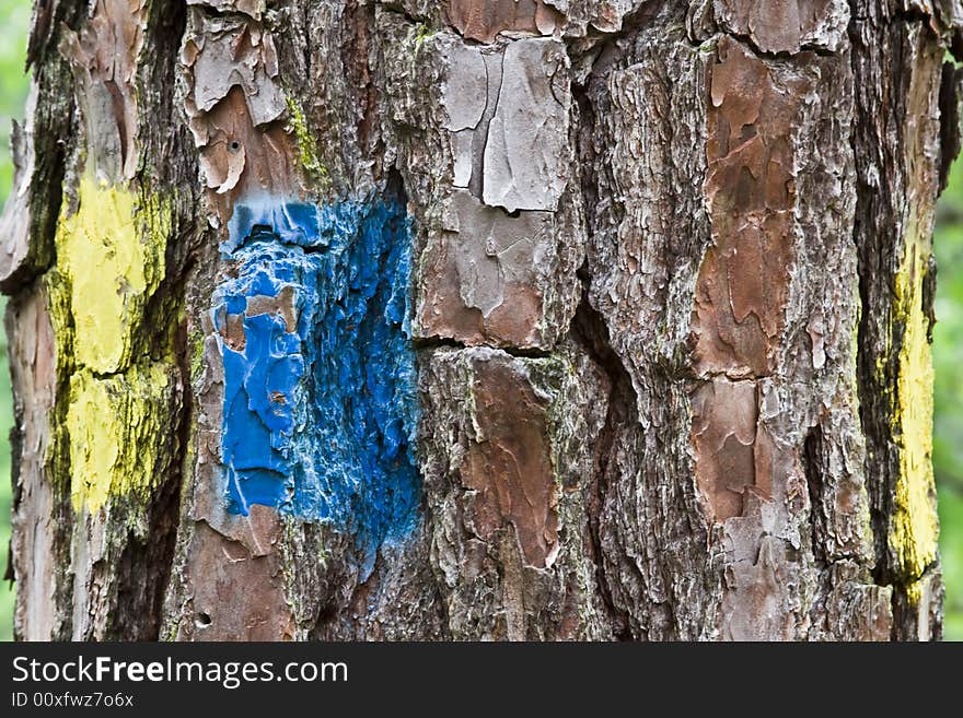 Tree texture