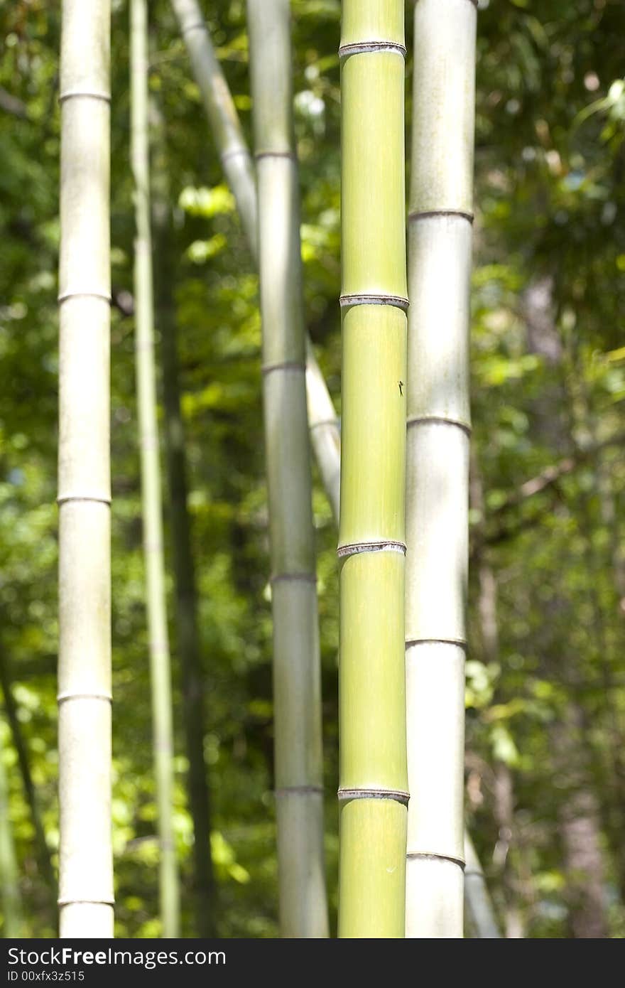 Fresh green bamboo stalks growing in a forest