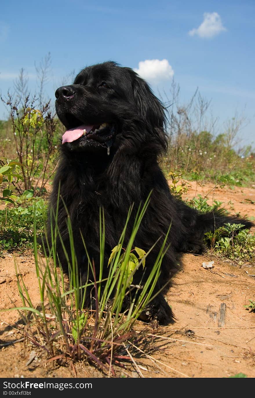 Newfoundland dog