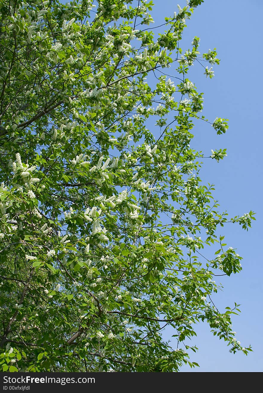 Bird cherry tree