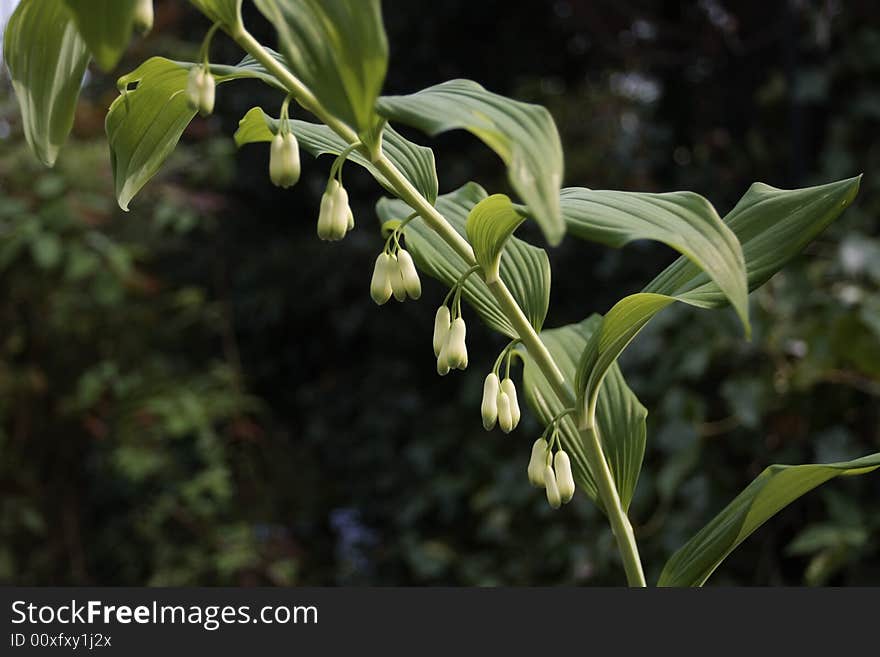 Salomon's seal plant flowering. Salomon's seal plant flowering