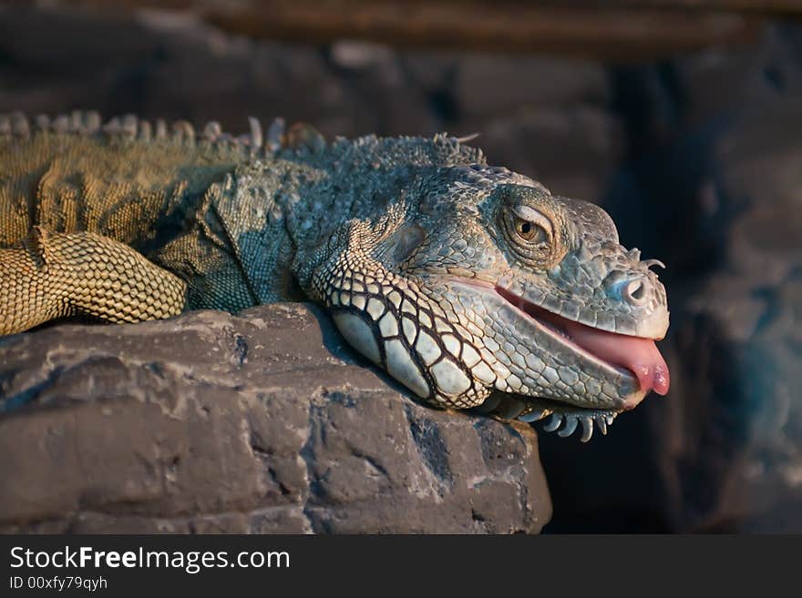 Iguana Lying On A Rock